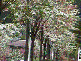 dogwoods bloom