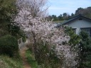 途中には満開に近い桜も