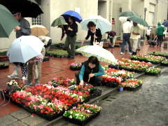 雨の中、思い思いの花を選ぶ住民